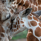 A baby giraffe snuggles up to mom.